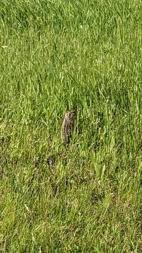 Thirteen-lined Ground Squirrel photographed in North Dakota