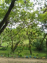 Cordia sericicalyx
