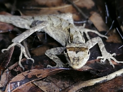 Anolis planiceps