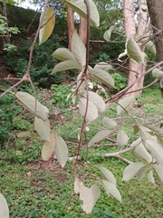 Cordia sericicalyx