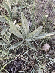 Cirsium flodmanii