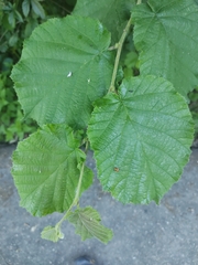 Corylus avellana