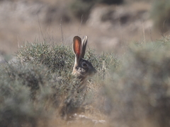 Lepus tolai