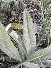 Cirsium flodmanii