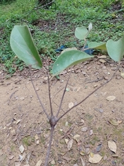 Cordia sericicalyx