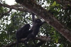 Trachypithecus mauritius