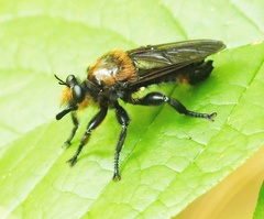 Laphria apila