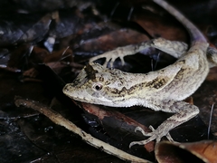 Anolis planiceps