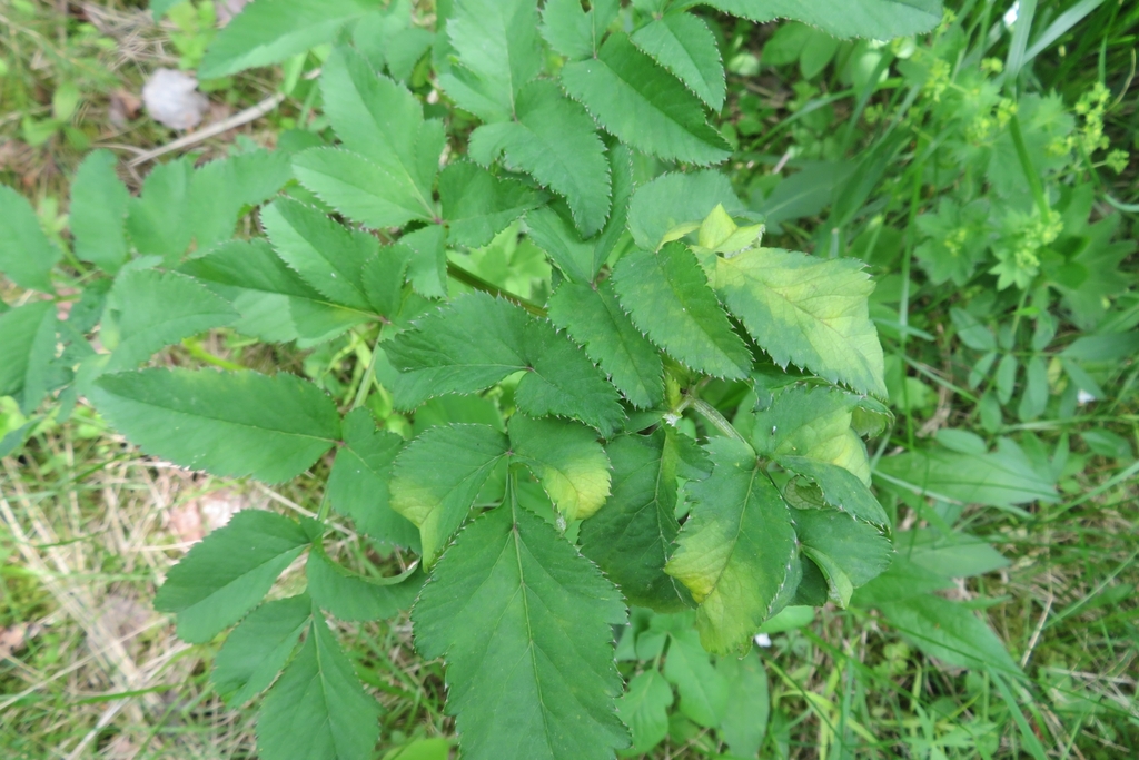 Plasmopara angelicae