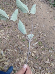 Cordia sericicalyx