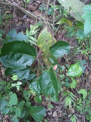 Alchornea latifolia