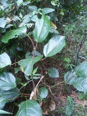 Alchornea latifolia