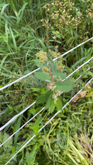 Euphorbia hypericifolia