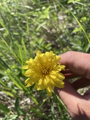 Nothocalais cuspidata