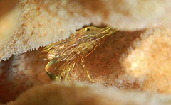 Image of Harpiliopsis depressa