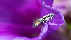 Lithariapteryx abroniaeella