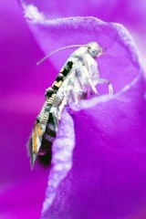 Lithariapteryx abroniaeella