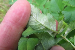 Plasmopara angelicae