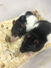 Rattus norvegicus domestica