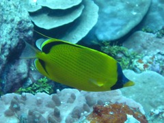 Chaetodon semeion