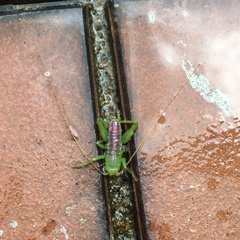 Ocellarnaca furcifera