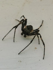Nuctenea umbratica