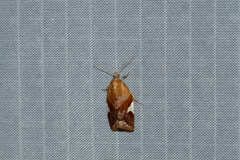 Clepsis persicana