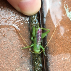 Ocellarnaca furcifera