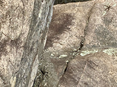 Dolomedes scriptus
