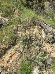 Hippophae
