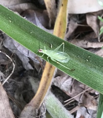 Oecanthus varicornis