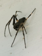 Nuctenea umbratica