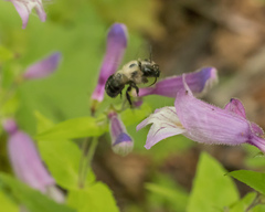 Osmia bucephala