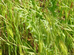 Hordeum murinum