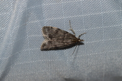 Scoparia penumbralis