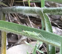 Oecanthus varicornis