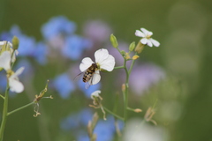 Syrphus