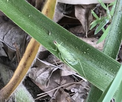 Oecanthus varicornis