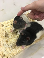 Rattus norvegicus domestica