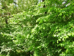 Ulmus minor