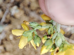 Hypericum tomentosum