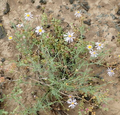 Felicia hirsuta