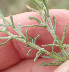 Felicia hirsuta