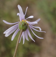 Felicia hirsuta