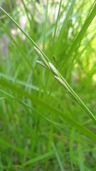 Carex brizoides