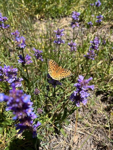 iNaturalist observation photo of Greater Fritillaries