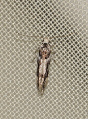 Parachronistis albiceps