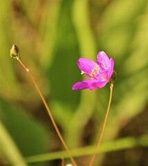 Phemeranthus calycinus
