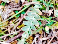 Hypericum tomentosum