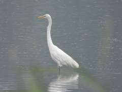 Ardea alba